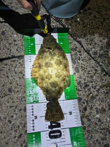 ヒラメの釣果