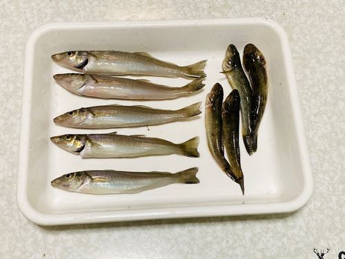 キスの釣果