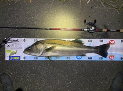 シーバスの釣果