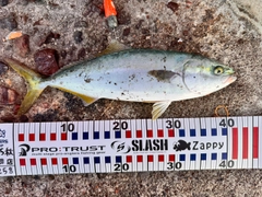 ハマチの釣果
