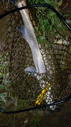 スズキの釣果