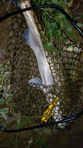 スズキの釣果