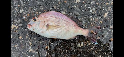 チャリコの釣果
