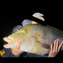タマンの釣果