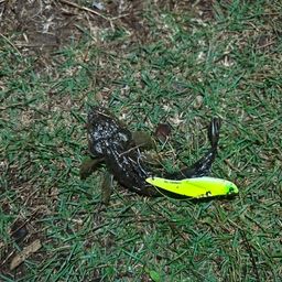 マゴチ