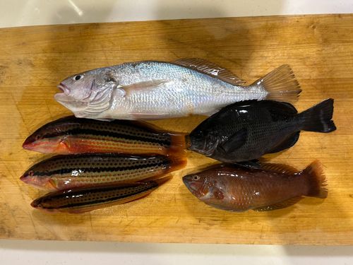 イシモチの釣果