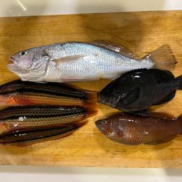イシモチ