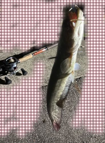 マナマズの釣果