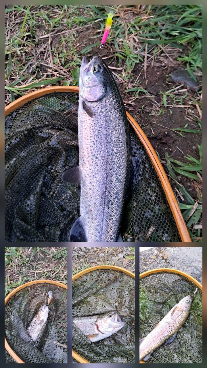 レインボートラウト