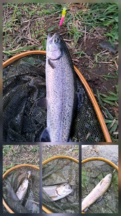 レインボートラウトの釣果