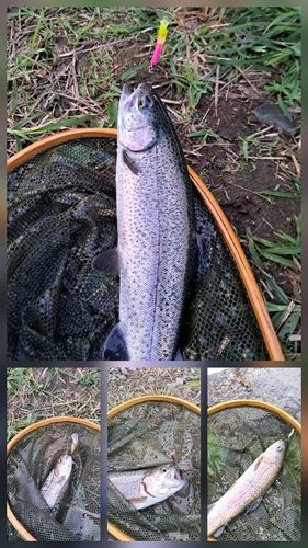 レインボートラウトの釣果