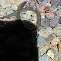 ウナギ