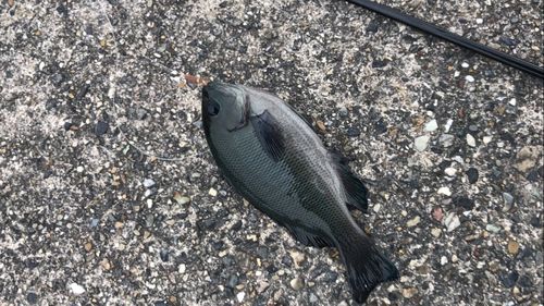 グレの釣果