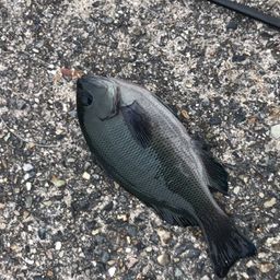グレ