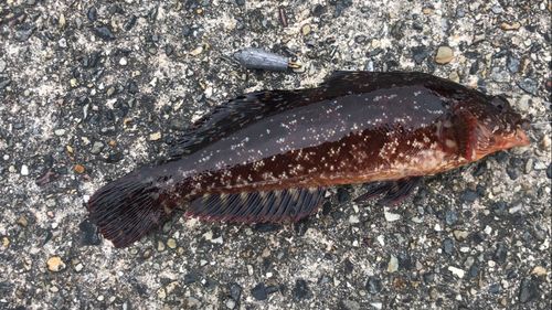 クジメの釣果