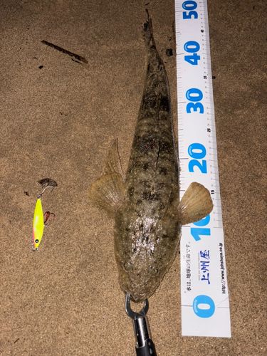 マゴチの釣果