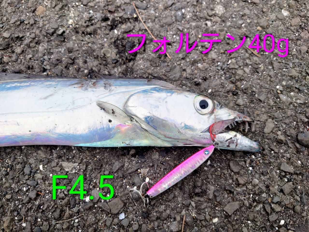 タチウオ