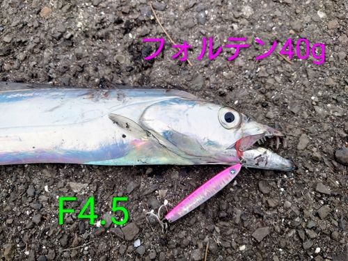 タチウオの釣果