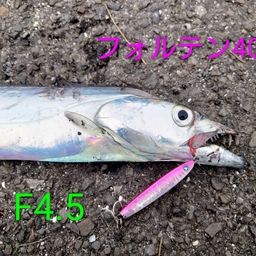 タチウオ