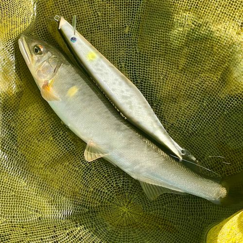 アユの釣果