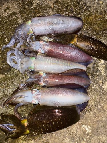 アオリイカの釣果