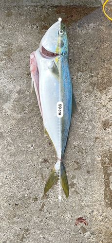 イナダの釣果