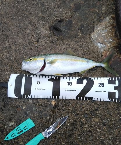 ワカシの釣果