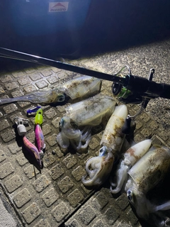 アオリイカの釣果