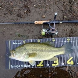 ラージマウスバス