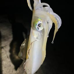 アオリイカ