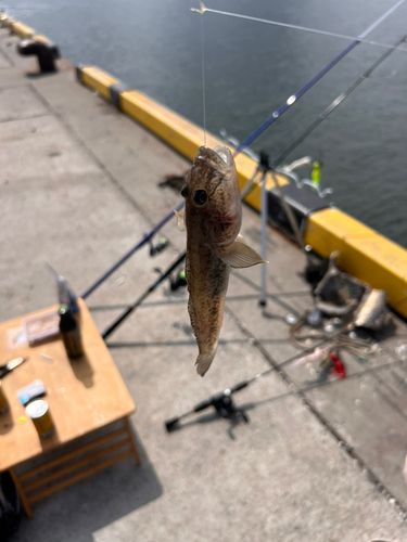 ハゼの釣果