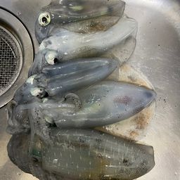 アオリイカ