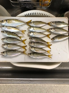 アジの釣果