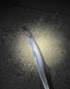 タチウオの釣果
