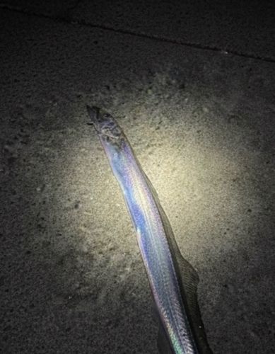タチウオの釣果