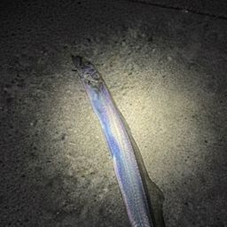 タチウオ