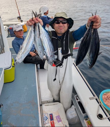 カツオの釣果