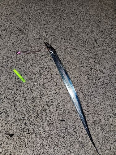 タチウオの釣果