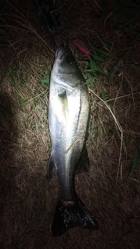 セイゴ（マルスズキ）の釣果