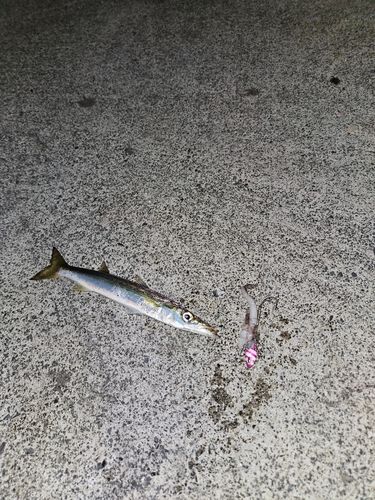 カマスの釣果