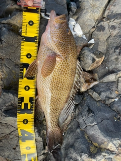 オオモンハタの釣果