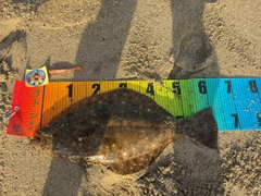 ヒラメの釣果