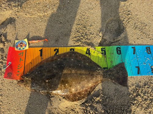 ヒラメの釣果