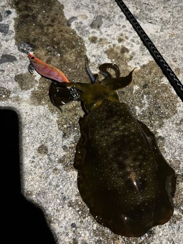 アオリイカの釣果
