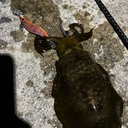 アオリイカ