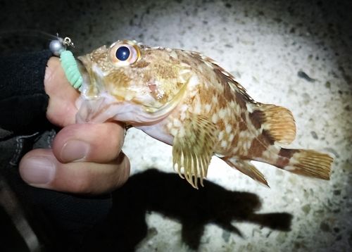 ガシラの釣果