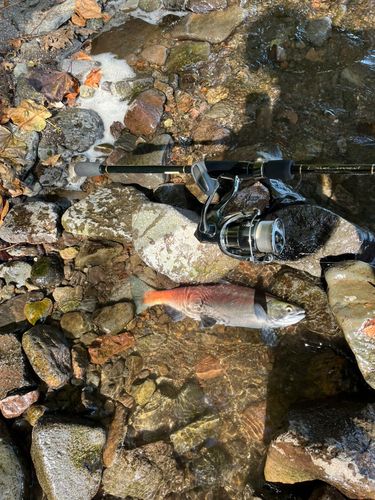 ヒメマスの釣果