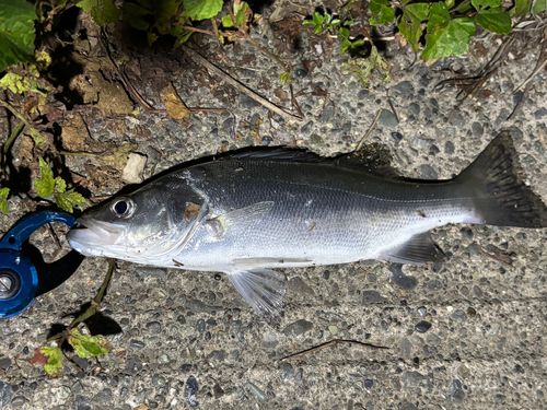 セイゴ（マルスズキ）の釣果