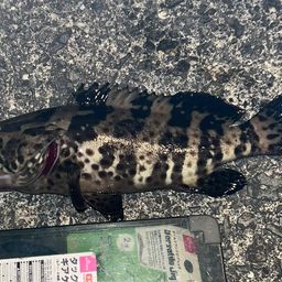 チャイロマルハタ