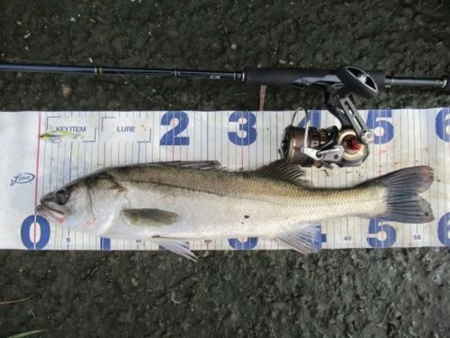 シーバスの釣果